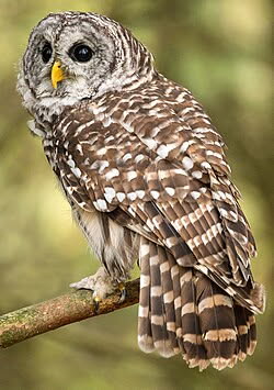 Barred Owl