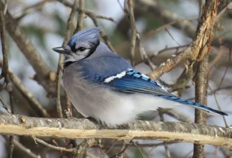 Blue-Jay
