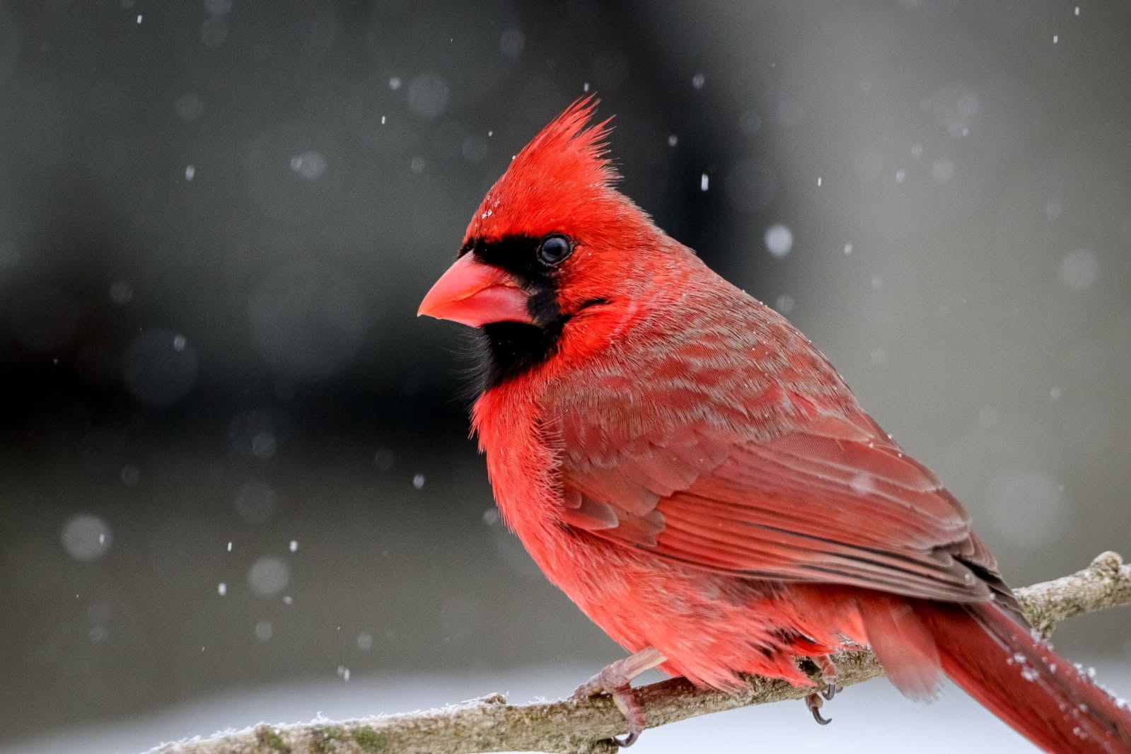 Cardinal