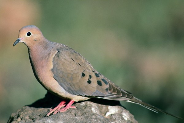 Mourning Dove