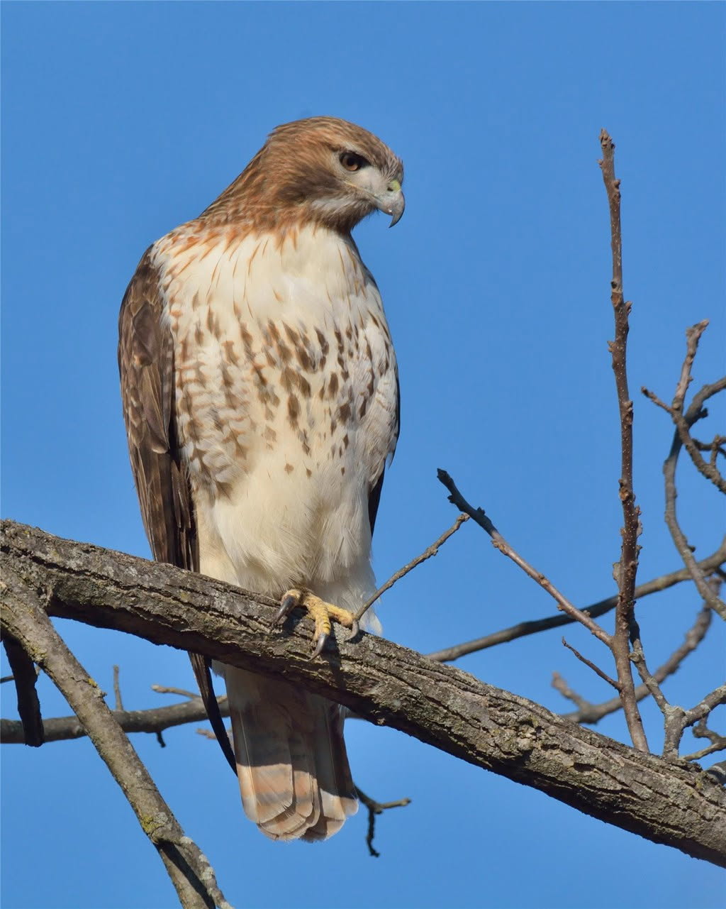 Red Tailed Hawk