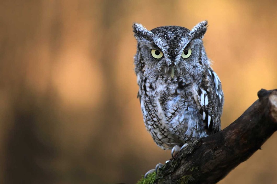 Screech Owl